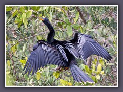 Anhinga