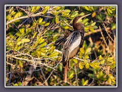 Anhinga - Schlangenhalsvogel