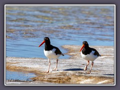 Austernfischer - American Oyster Catcher