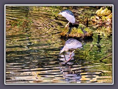 Black Crowned Night Heron