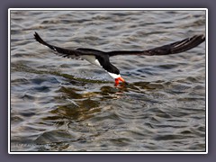 Black Skimmer 