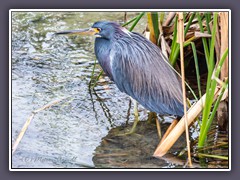 Blaureiher - Little Blue Heron