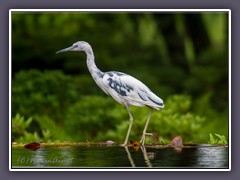 Blaureiher - Little Blue Heron Juvenile