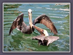 Brauner Pelikane - Brown Pelicans