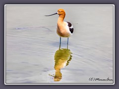 Braunhals Säbelschnäbler - American Avocet