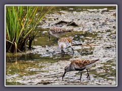 Amerikanischer Alpenstrandläufer - Dunlin 