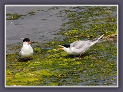 Flussseeschwalbe - Common Tern