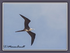 Fregattvogel - Frigate Bird 