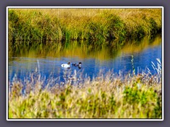 Gänsesäger - Common Merganser