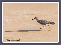 Grauschwanz Wasserläufer - Gray Tailed Tuttler