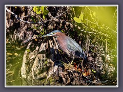 Green Heron