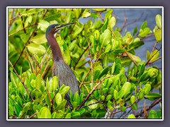 Grünreiher - Green Heron