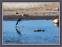 Hawaiianische Schwarznacken Stelze - Hawaiien Stilt