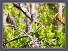 Junger Krabbenreiher - Juvenile Yellow Crowned Night Heron