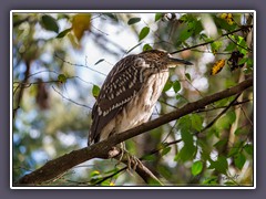 Junger Nachtreiher - Juvenile Night Heron