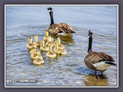 Kanada Gänse. - Canada Geese