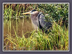 Great Blue Heron