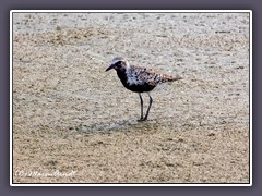 Kiebitz Regenpfeifer - Black bellied Plower