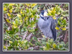 Krabbenreiher - Yellow Crowned Night Heron