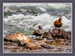 Kragenente - Harlekin Duck