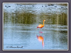 Kubaflamingo - American  Flamingo