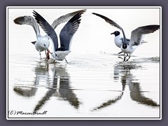 Lachmöwen  - Black Headed Gull