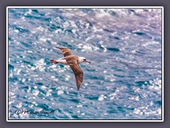 Laysan Albatross