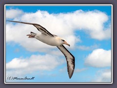 Laysan Albatross