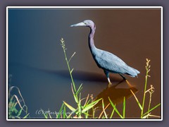 Little Blue Heron