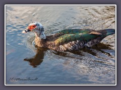 Moschusente - Muscovy Duck