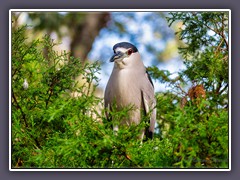 Nachtreiher - Night Heron