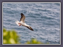 Red Footed Boobie 