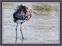 Reddish Egret