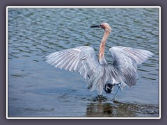 Reddish Egret - Rötelreiher