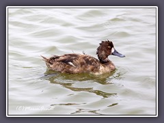 Reiher Ente - Tufted Duck Female