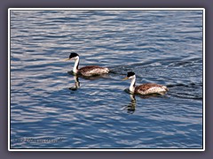 Renntaucher - Western Grebe