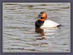 Riesenlöffelente - Canvas Back Duck