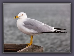 Ringschnabel Möwe - Ring Billed Seagull