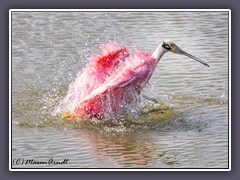 Rosa Löffler - Roseate Spoonbill