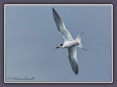 Rosenseeschwalbe - Roseate Tern