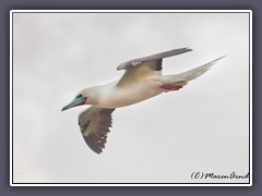 Rotfuss Tölpel - Red Footed Boobie