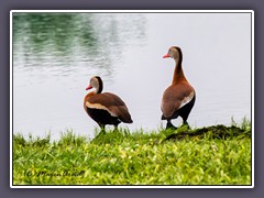 Rotschnabel Pfeifgans - Blackbellied Whistling Duck