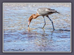 Rötelreiher - Reddish Egret