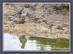 Sandstrandläufer. - Sandpiper