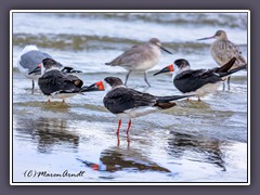 Scherenschnäbler -  Black Skimmer - Marbled Godwit - Willet