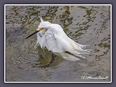 Schmuckreiher - Snowy Egret