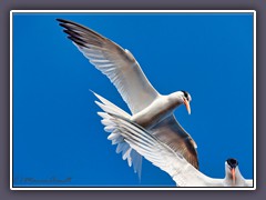 Schmuckseeschwalbe - Elegant Terns