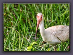 Schneesichler - White Ibis