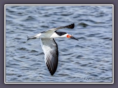 Schwarzmantel Scherenschnäbler - Black Skimmer