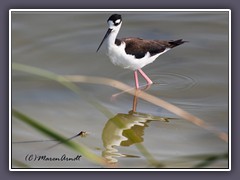 Schwarznacken Stelze - Black Necked Stilt